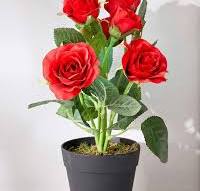Rose in Plant 