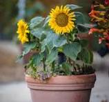 Sunflower in Plant