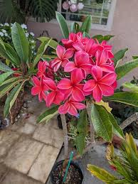 champak in Plant