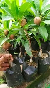 chiku in Plant