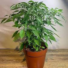 chilli in Plant