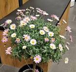 Daisy in Plant