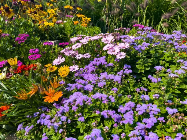 Nursery Garden