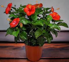 hibiscus in Plant