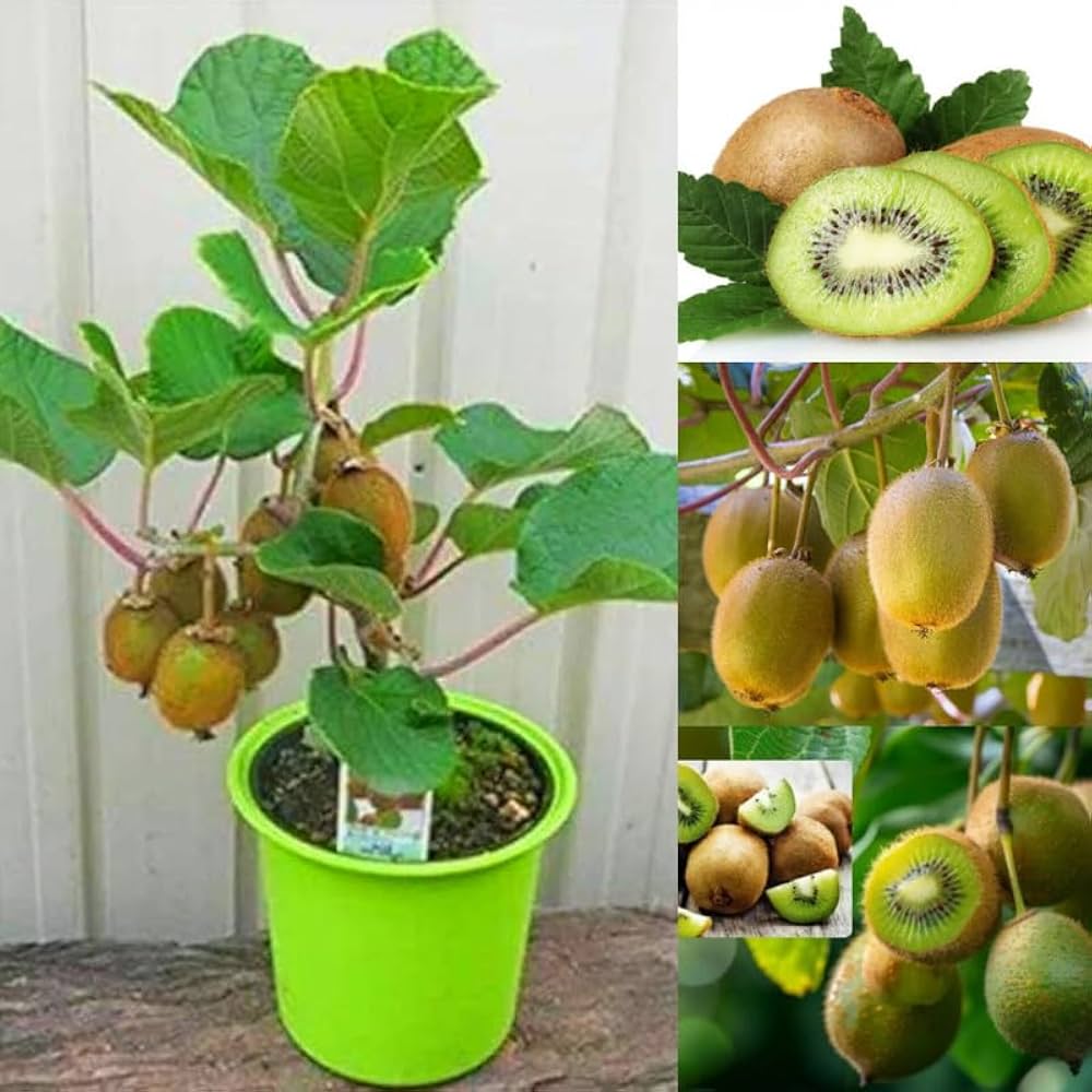 kiwi in Plant
