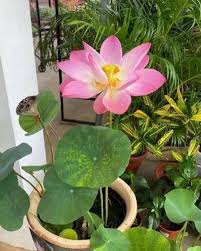 lotus in Plant
