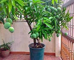 mango in Plant