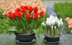 Tulip in Plant