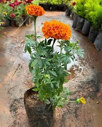 zendu in Plant